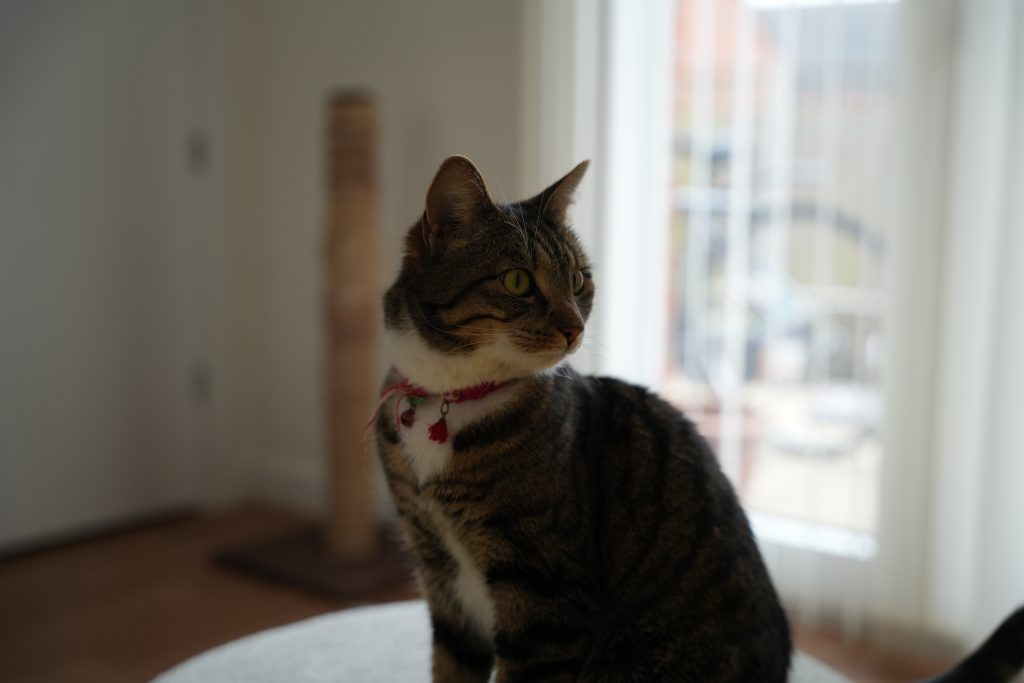 Bao's Bakery Bao Cat