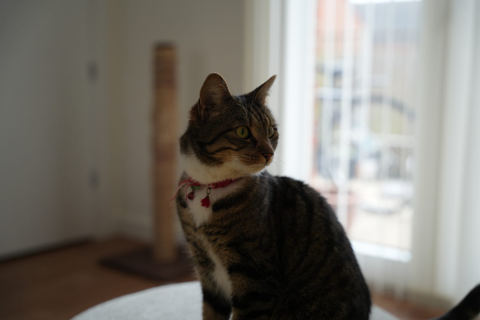 Bao's Bakery Bao Cat